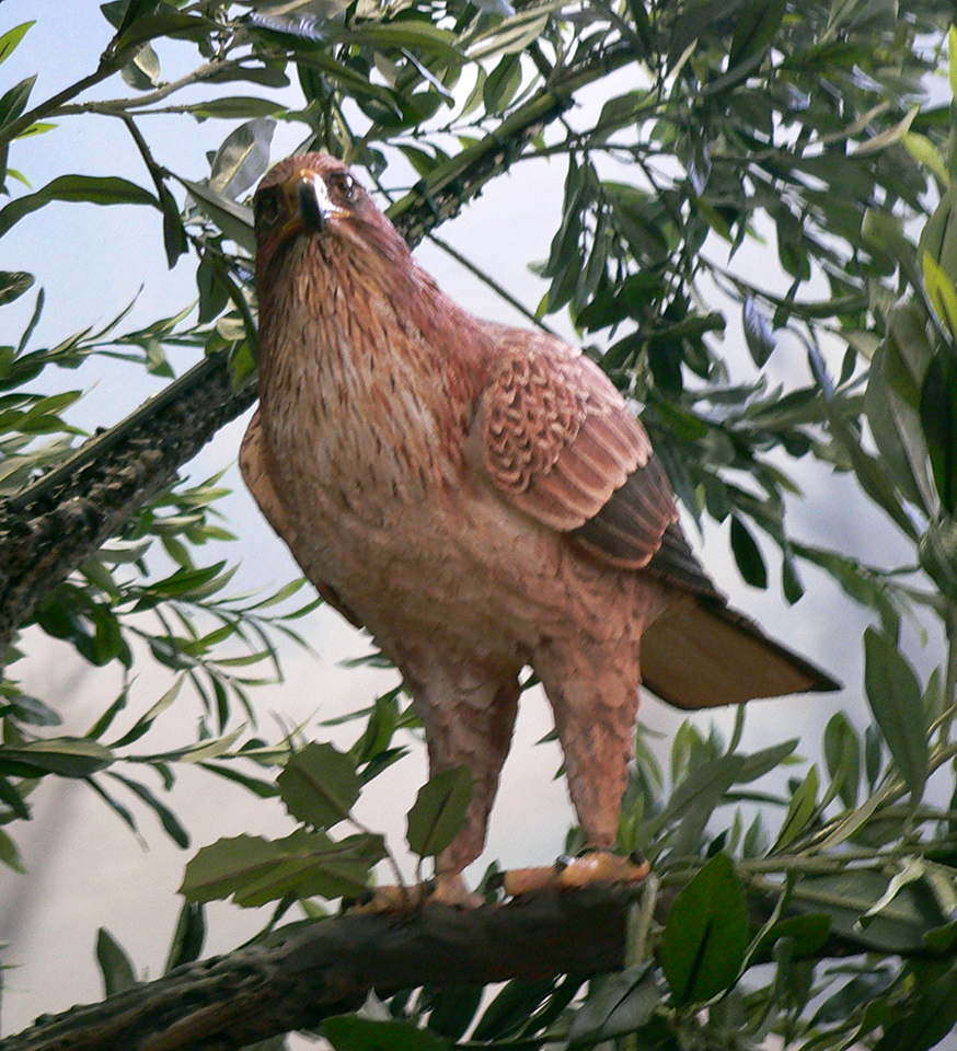 Figura de Águila calzada a tamaño natural y acabado realista.