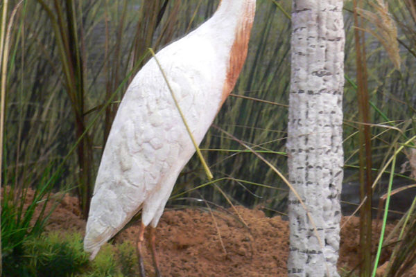 Figura de Garcilla bueyera a tamaño natural y acabado realista.