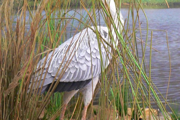 Figura de Garza real a tamaño natural y acabado realista.