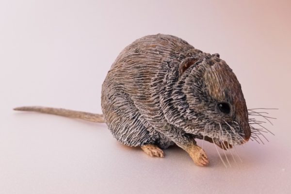 Figura de Topillo nival. Chionomys nivalis.