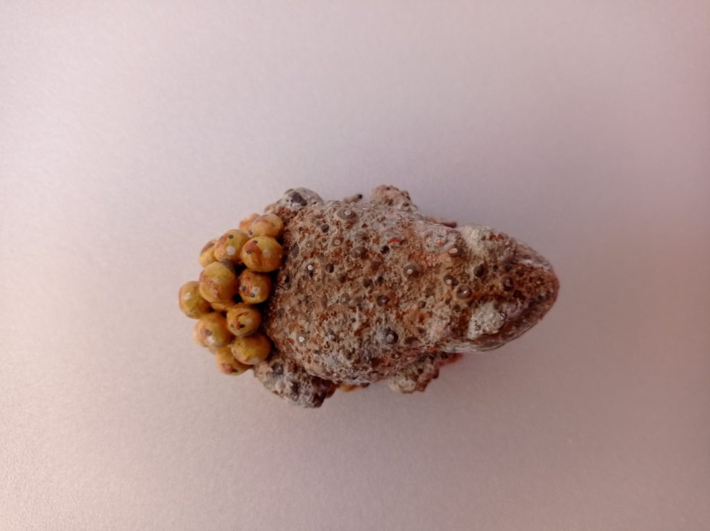 Figura de Sapo partero. Alytes obstetricans.