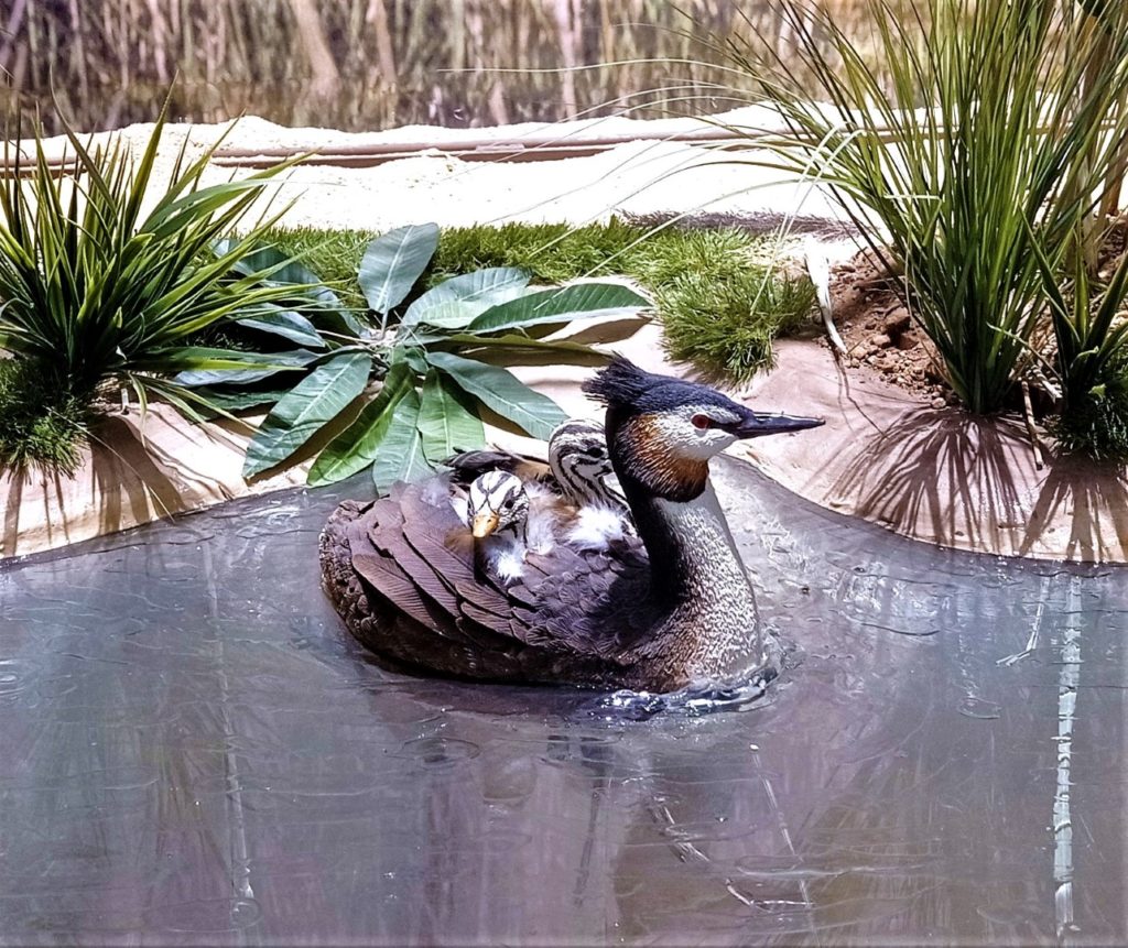 Figura de Somormujo lavanco portando sus polluelos en la espalda.