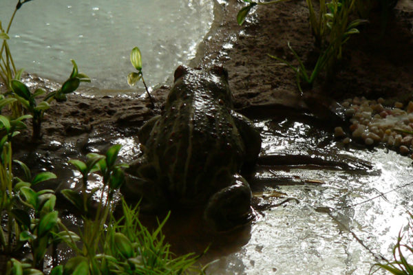 Figura de sapo corredor.