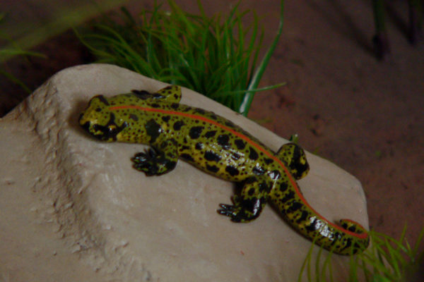 Figura de Tritón jaspeado.