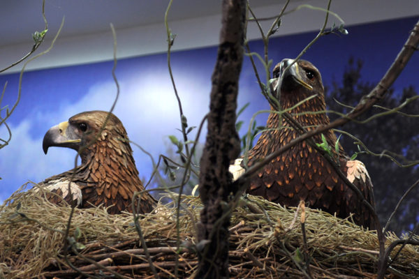 Figuras de Águila imperial a tamaño natural y acabado realista en nido.