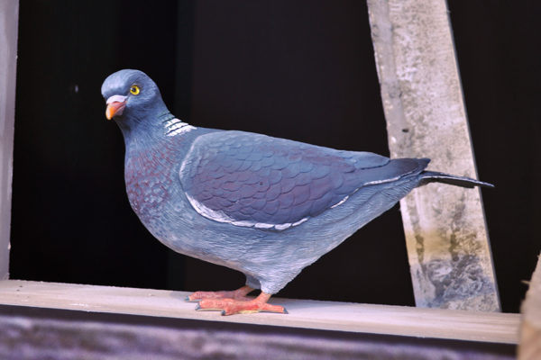 Figura de Paloma torcaz.