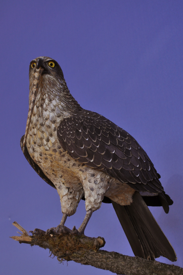 Figura de Águila culebrera.