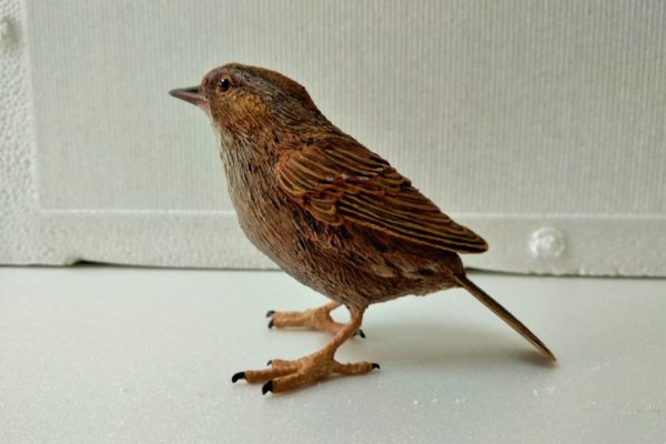 Figura de Acentor alpino. Prunella collaris.