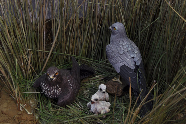 Figuras de Aguilucho cenizo.