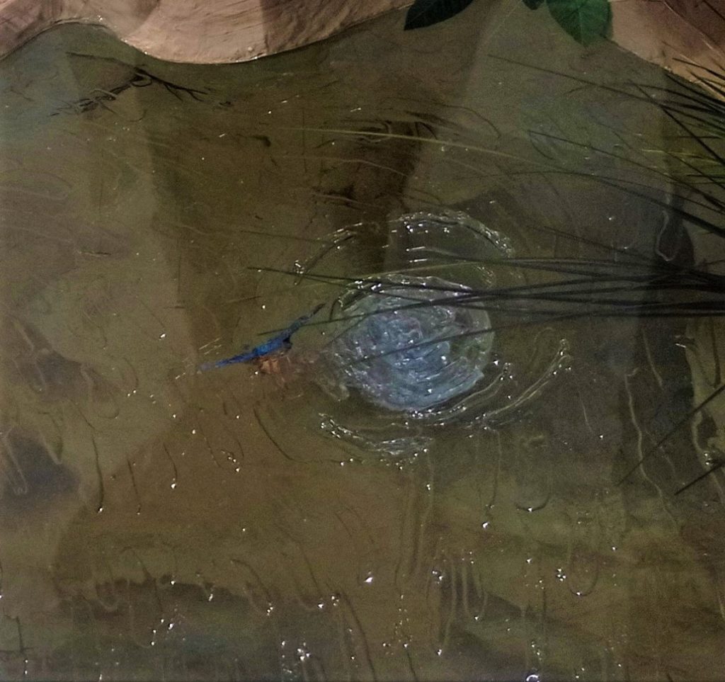 Figura de Martín pescador, Alcedo atthis zambulléndose a la caza de gambusias. Réplica realista a tamaño natural con representación de agua.
