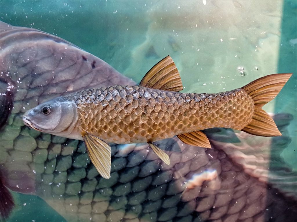 Figura de Barbo cabecicorto, Luciobarbus bocagei. Réplica realista a tamaño natural.