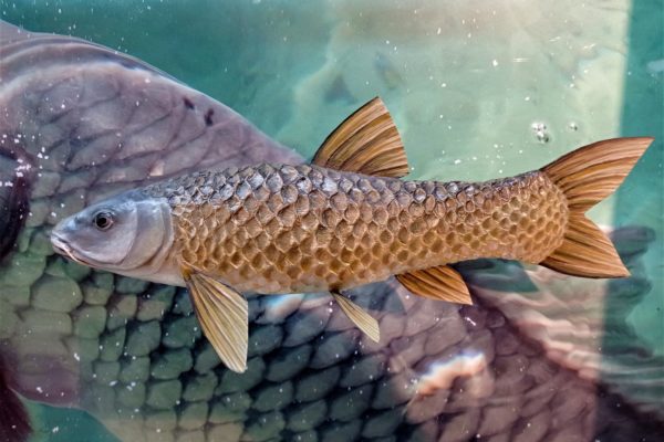 Figura de Barbo cabecicorto, Luciobarbus bocagei. Réplica realista a tamaño natural.