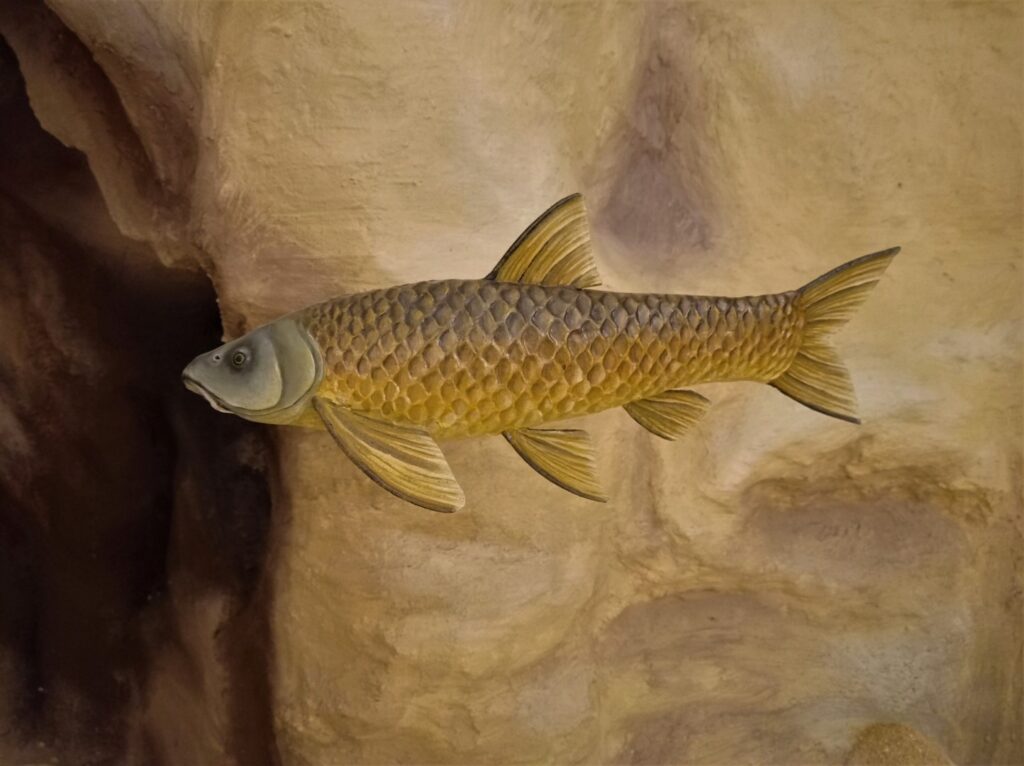 El Barbo cabecicorto en su diorama.