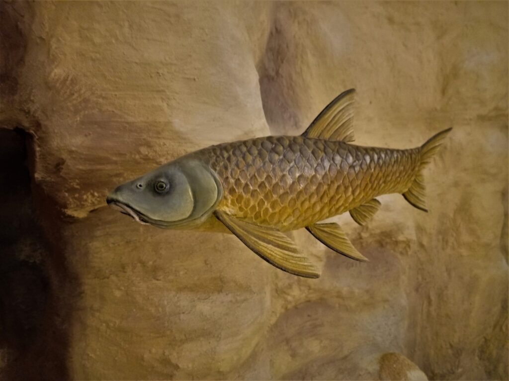 Barbo cabecicorto visto desde debajo del agua.