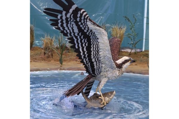Figura de Águila pescadora a tamaño natural y acabado realista.