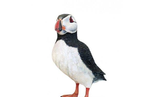 Figura de frailecillo atlántico. Réplica a tamaño natural y acabado realista.