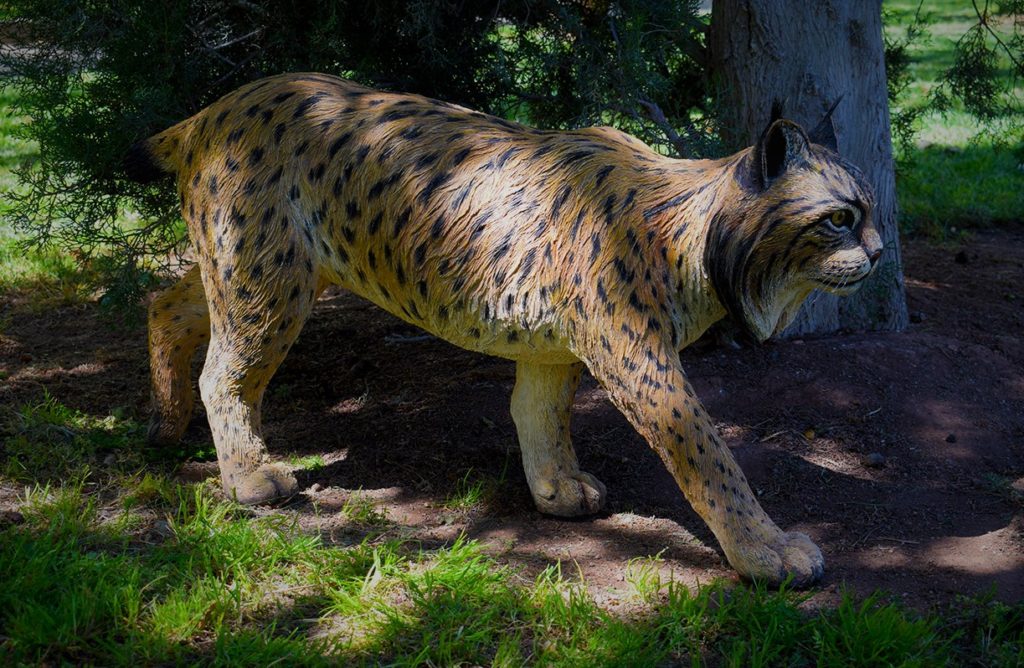 Figura de Lince ibérico, macho adulto.