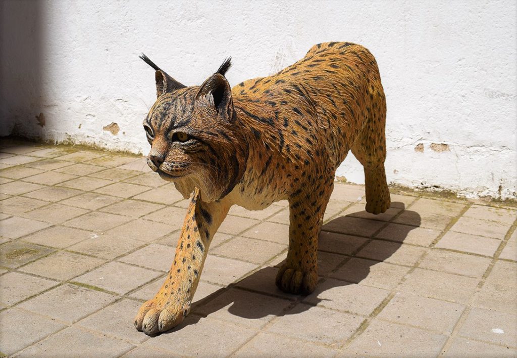 Figura de Lince ibérico, macho adulto.