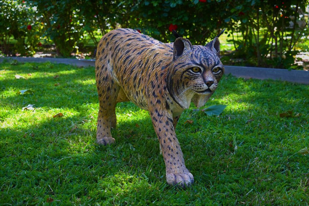 Figura de Lince ibérico, macho adulto.