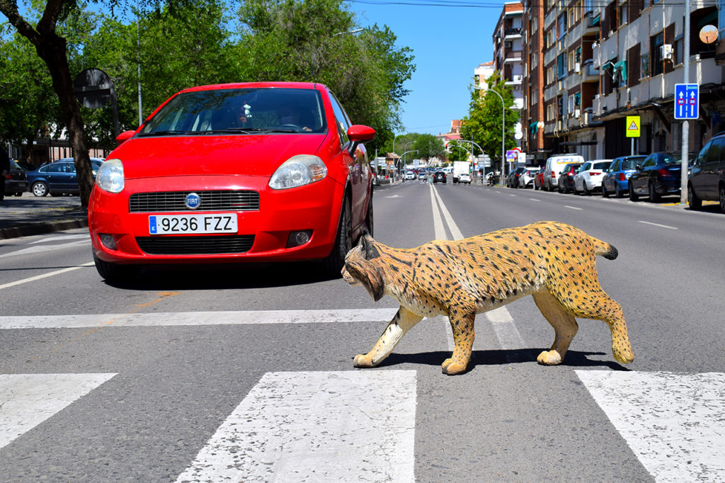 Figura de Lince ibérico, macho adulto.