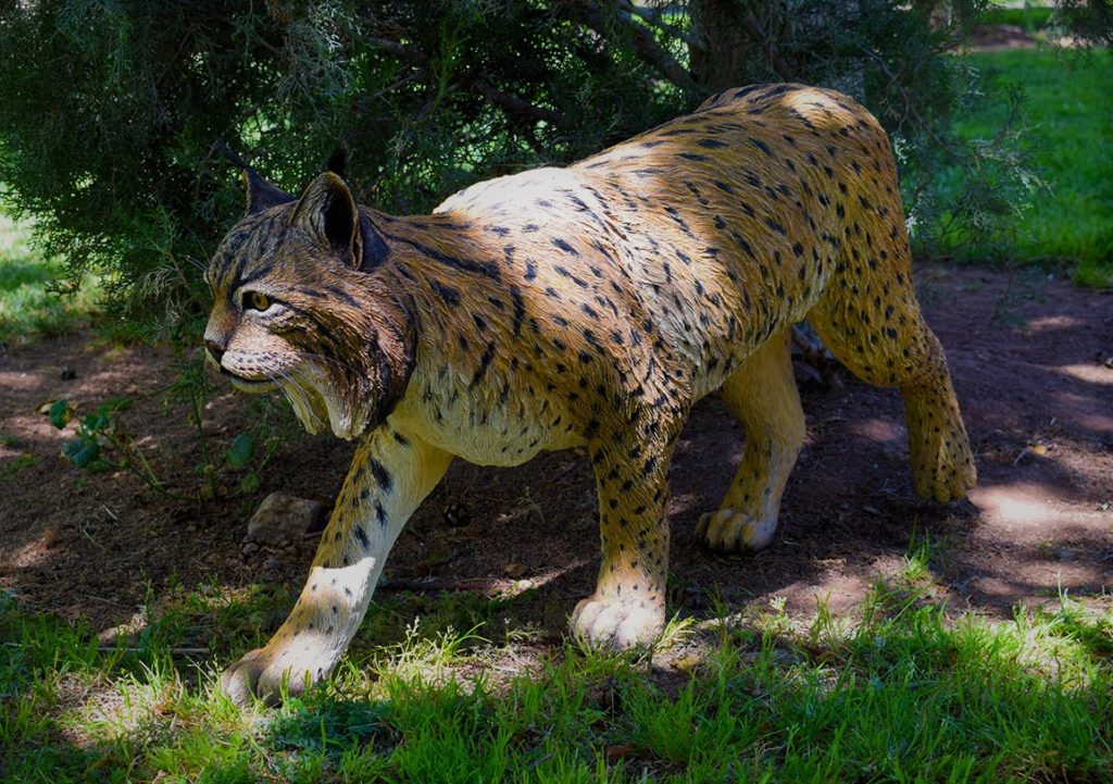 Figura de Lince ibérico, macho adulto.