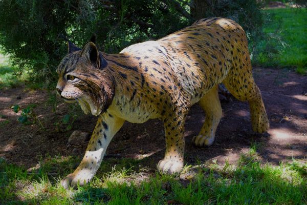 Figura de Lince ibérico, macho adulto.