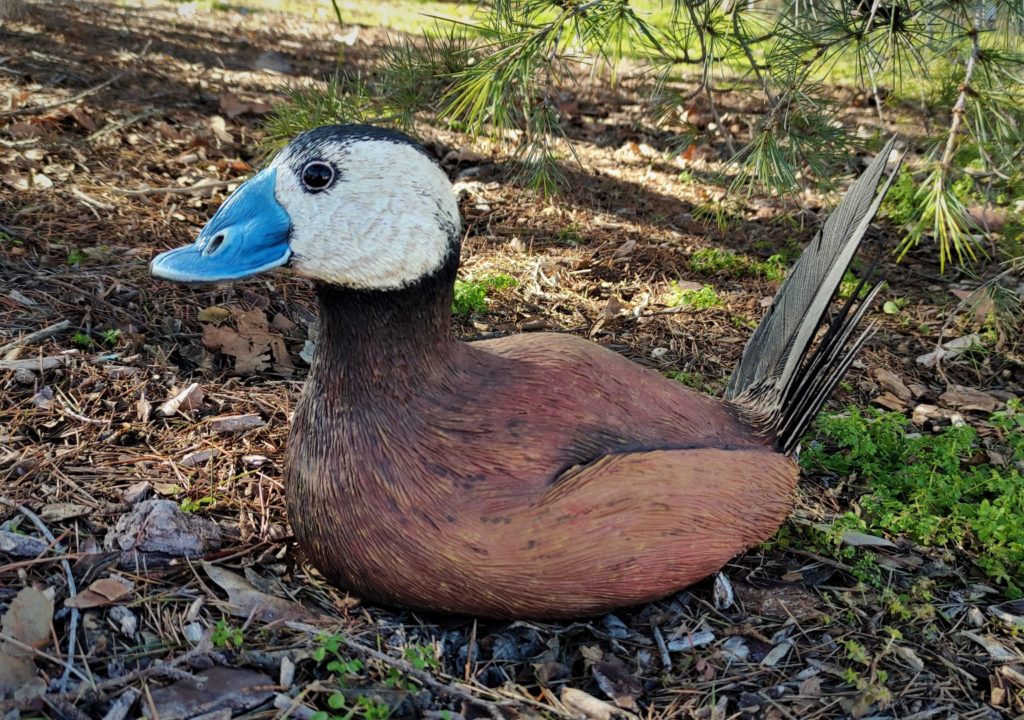 Figura de Malvasía cabeciblanca a tamaño natural y acabado realista.