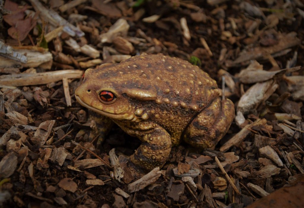 Figura de sapo común.