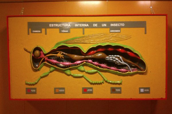 Maqueta didáctica de insecto tipo seccionado.