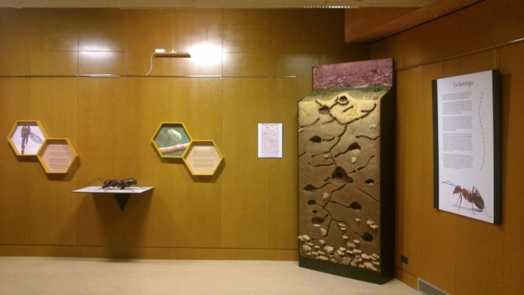 Réplica de hormiga aumentada y hormiguero seccionado.