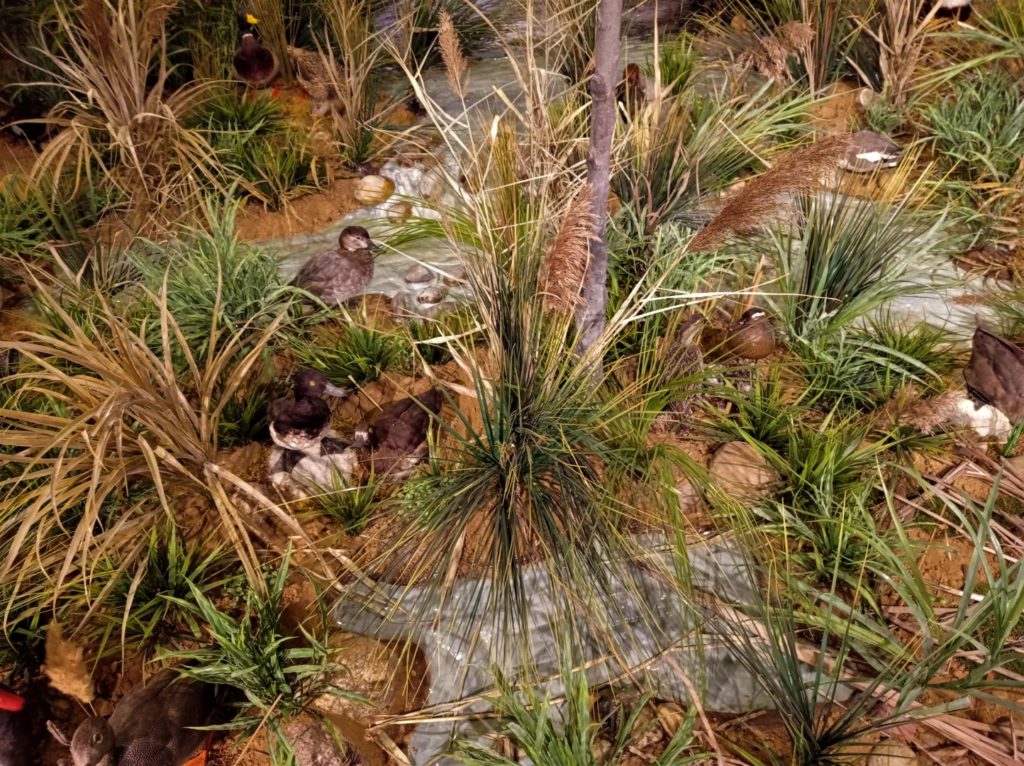 Diorama de zona húmeda con agua y vegetación palustre.