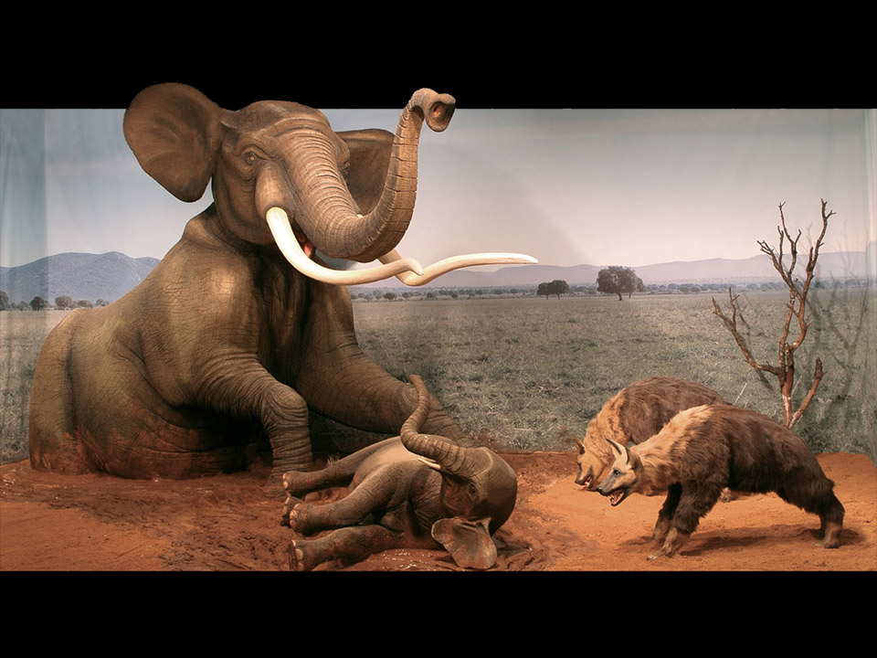 Escenografía de figuras a tamaño real. Hienas acechando a cría de mastodonte y madre atrapada en el fango.
