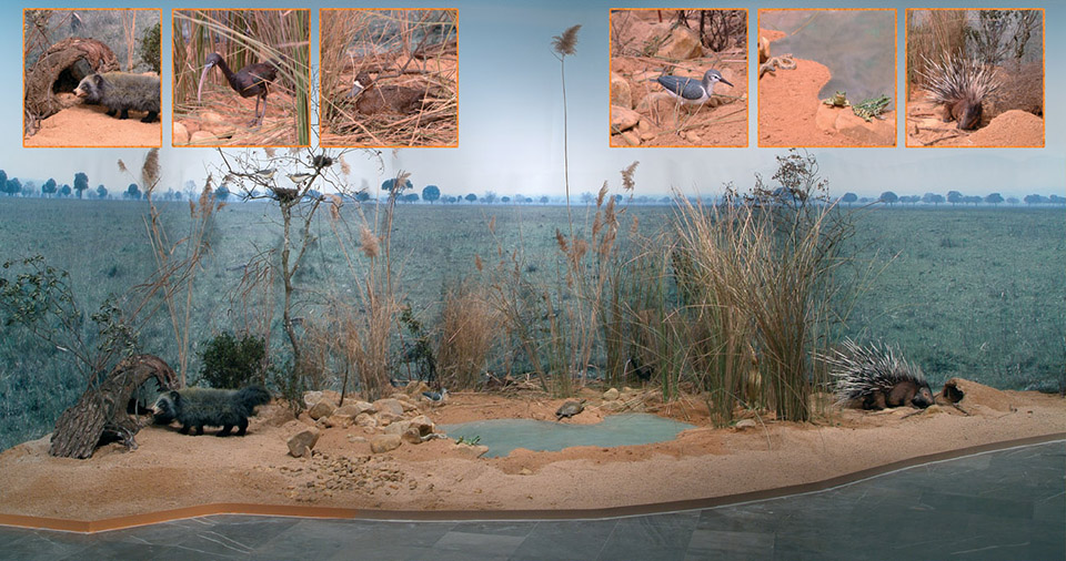 Escenografía de charca del plioceno con réplicas de especies animales similares a actuales.