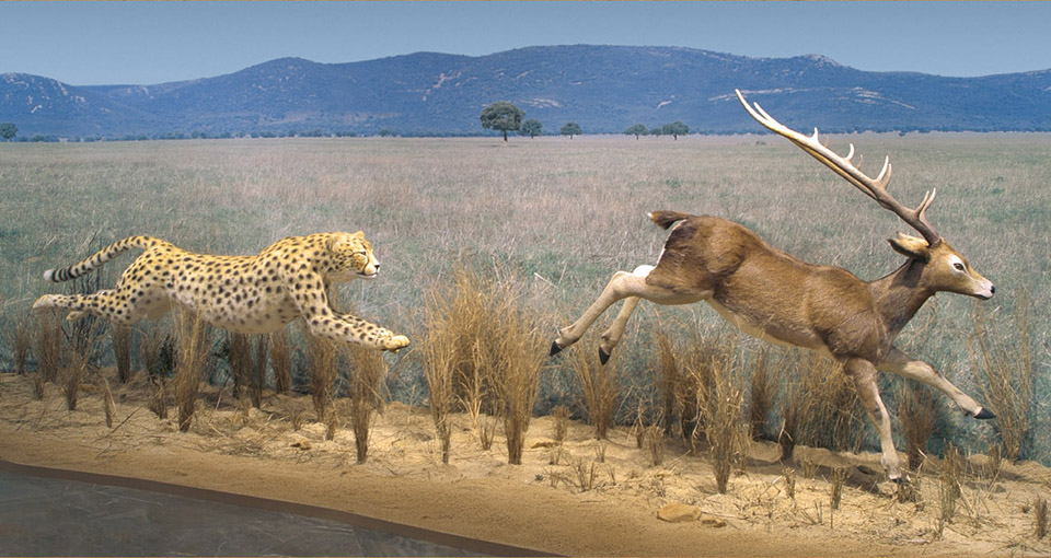 Escena: réplica a tamaño natural de guepardo gigante acosando a ciervo del Plioceno.