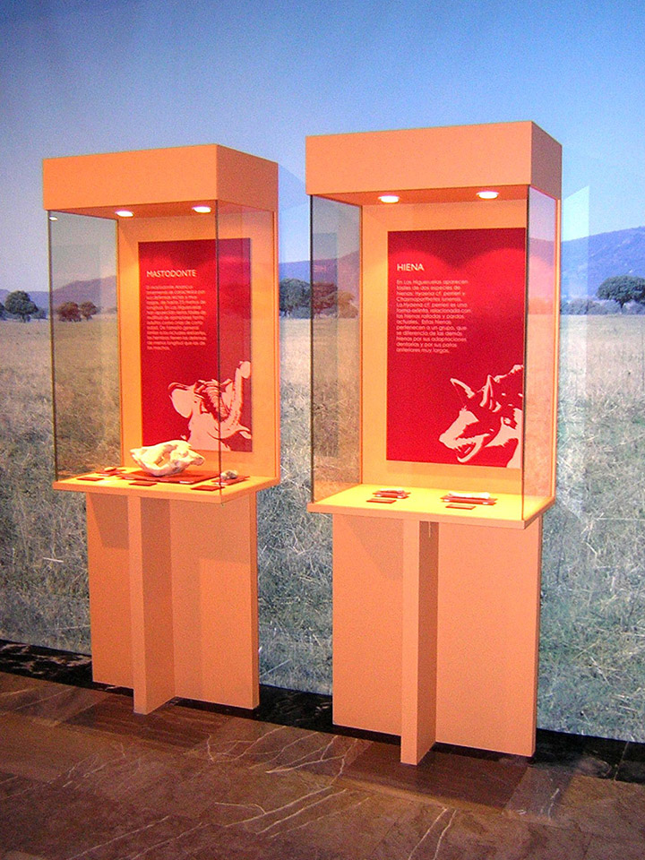 Vitrinas específicas para la exposición de fósiles de pequeño tamaño.