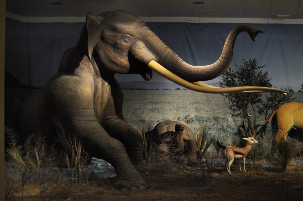 Remodelación de diorama principal.