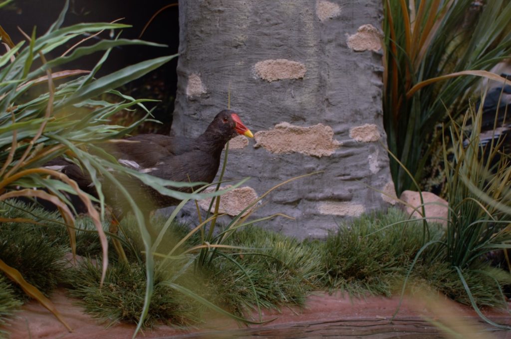 Integración realista de especies animales naturalizadas.