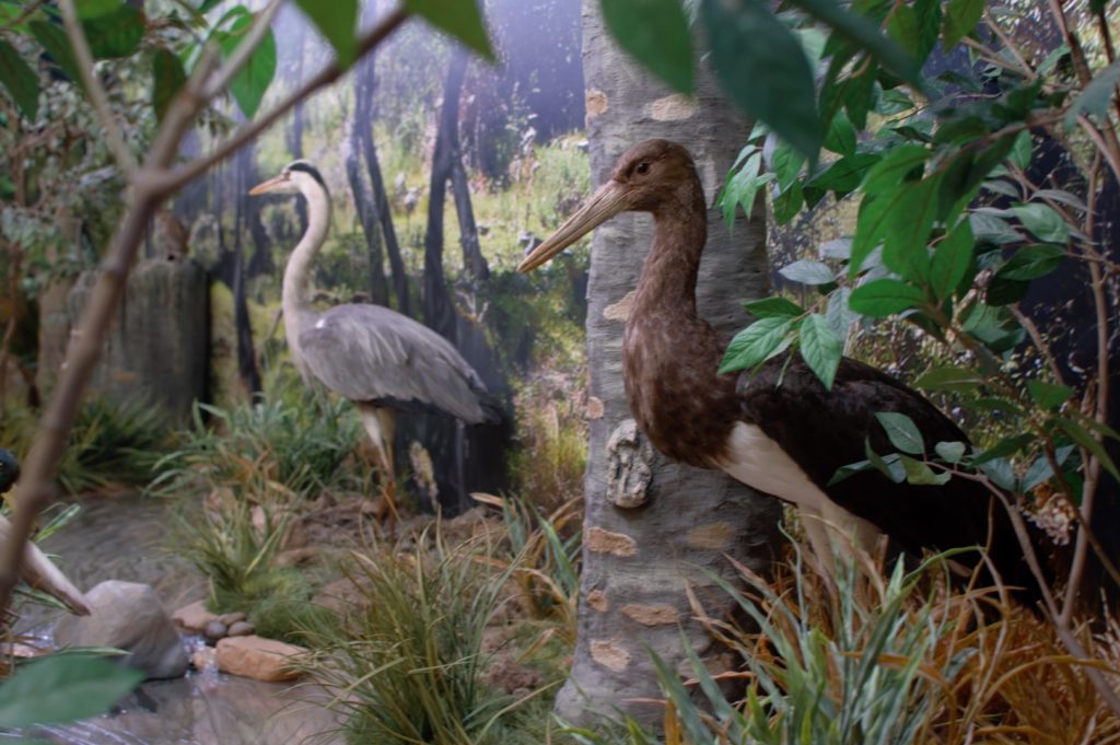 Integración de especies naturalizadas en el entorno creado.