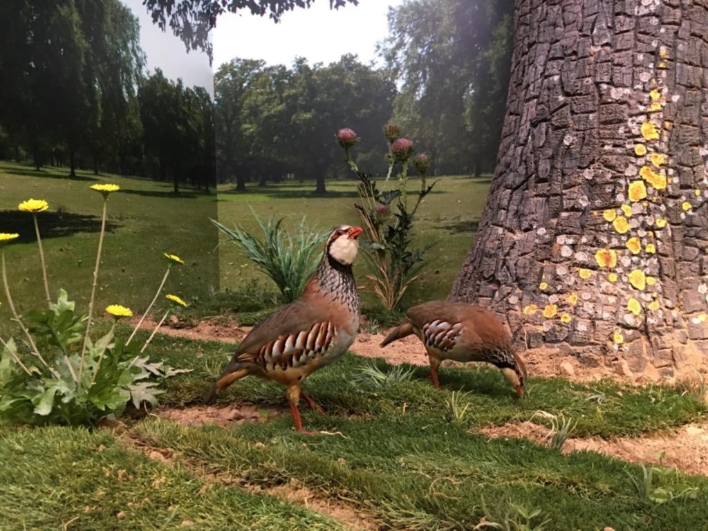 Integración de especies naturalizadas en el entorno.