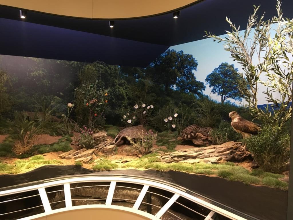 Diorama de Monte Mediterráneo. Madroños, acebuche, jara, pizarras etc.