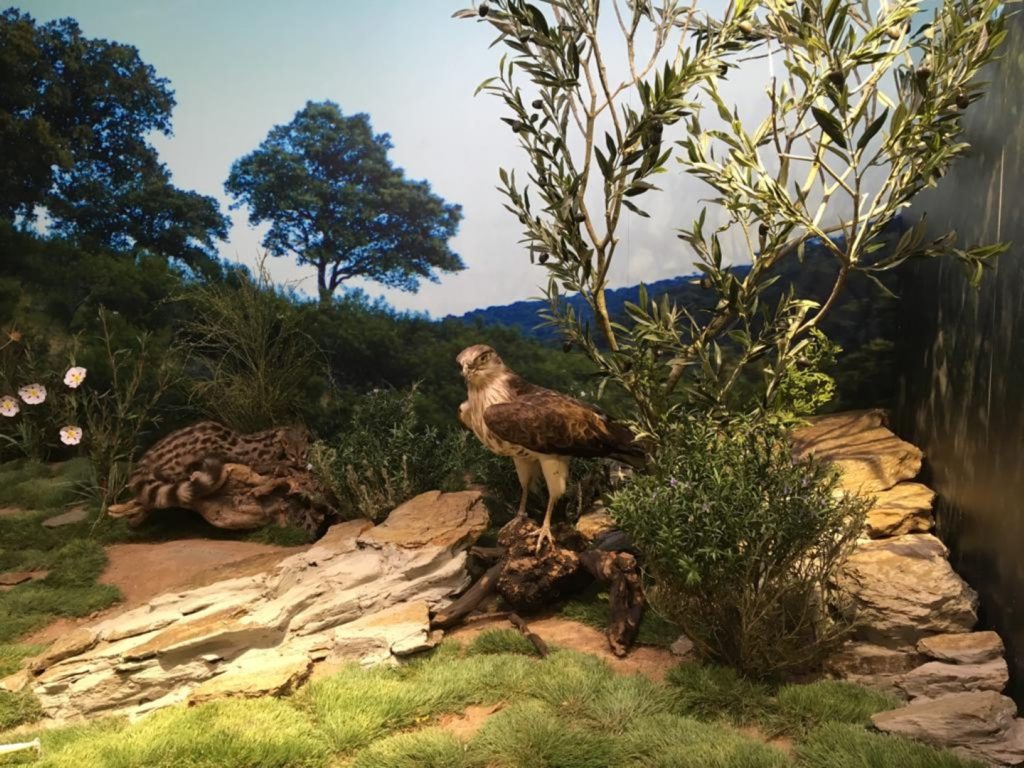 Integración de especies naturalizadas en el entorno.
