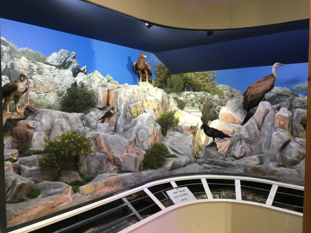 Diorama de roquedo. Cuarcitas, piornos, enebros etc.