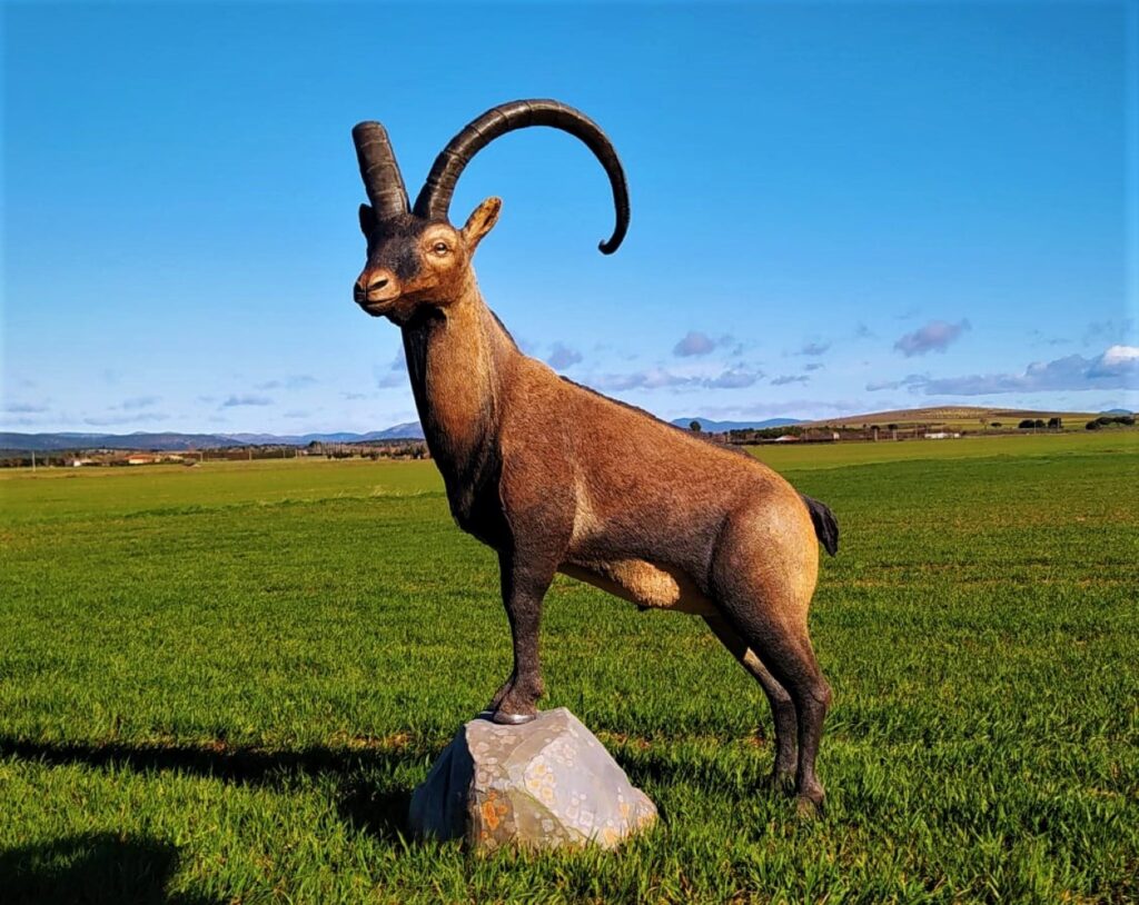 Figura de Cabra montesa a tamaño natural y acabado realista.