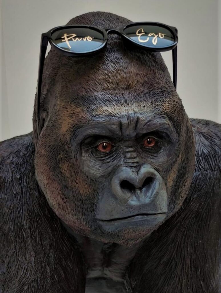 Cabeza del gorila con sus gafas de sol.
