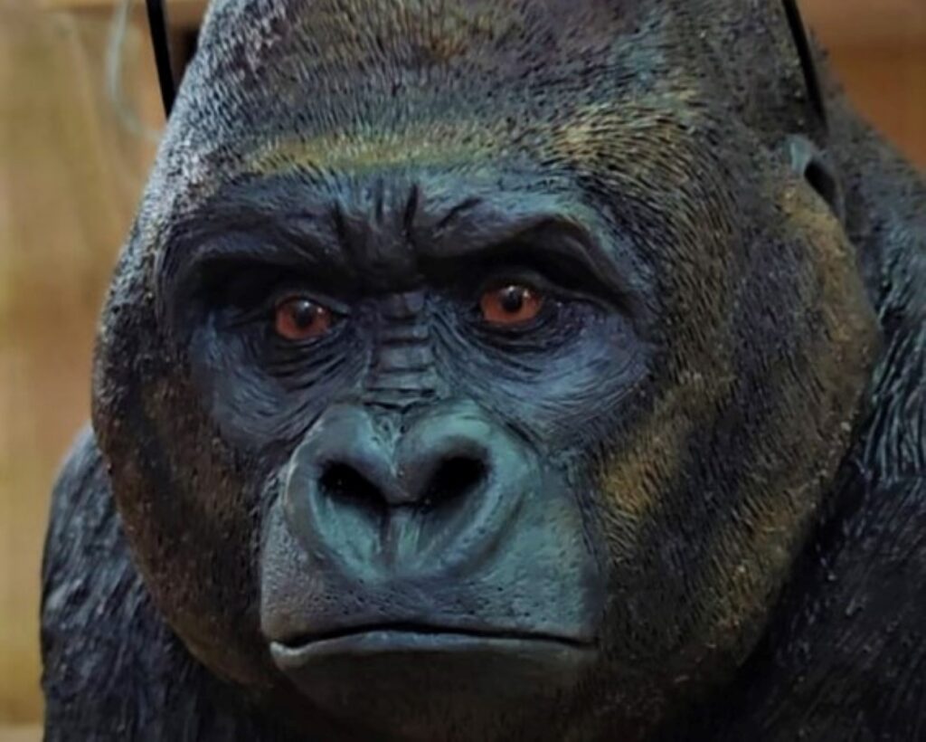 Primer plano de la figura de gorila con ojos de vidrio.
