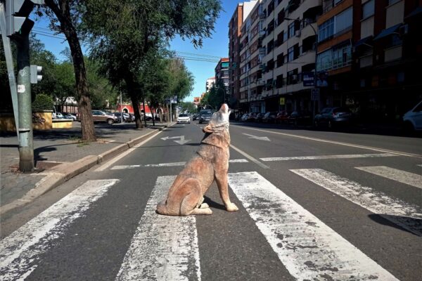 Lobo ibérico, Canis lupus signatus, acalorado en un paso de peatones.