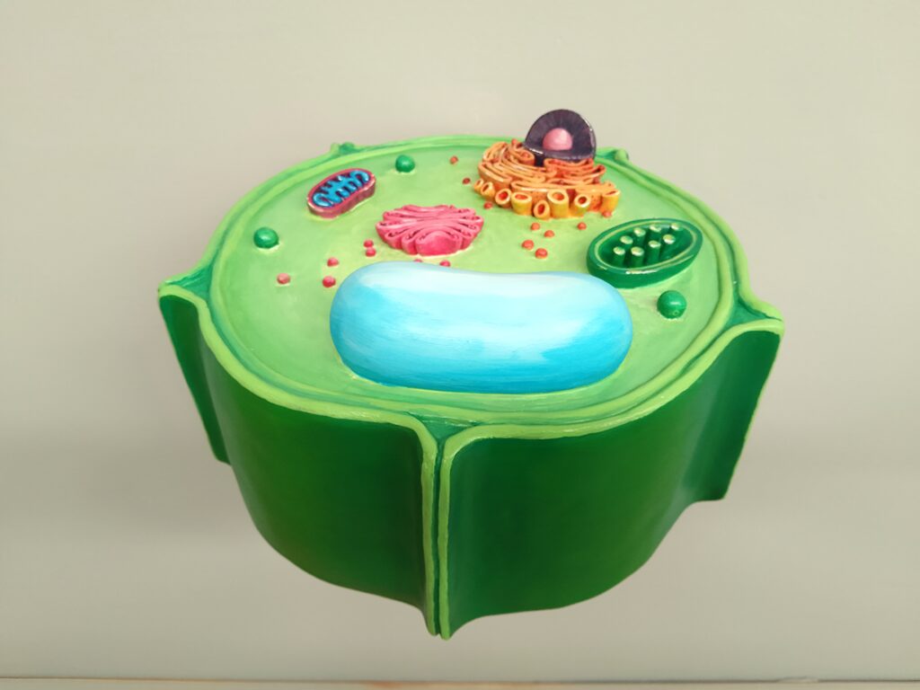 Réplica de célula vegetal