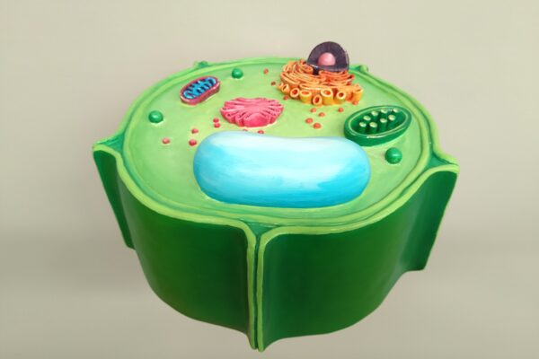 Réplica de célula vegetal